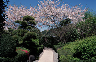 日本庭園と弁天池ほとりの桜並木