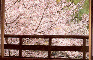 桜の名所 弁天池